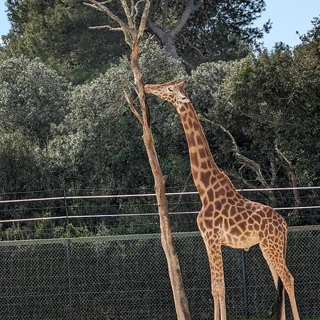 Cosy Au Calme A Cote Du Zoo Avec Balcon Et Parking Securise Montpellier