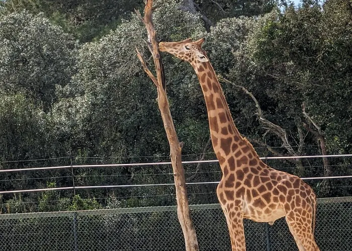 Cosy Au Calme A Cote Du Zoo Avec Balcon Et Parking Securise 蒙彼利埃